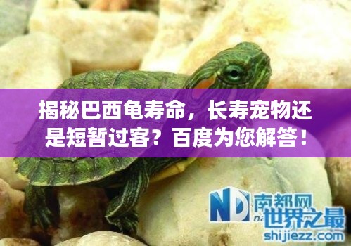 揭秘巴西龟寿命，长寿宠物还是短暂过客？百度为您解答！