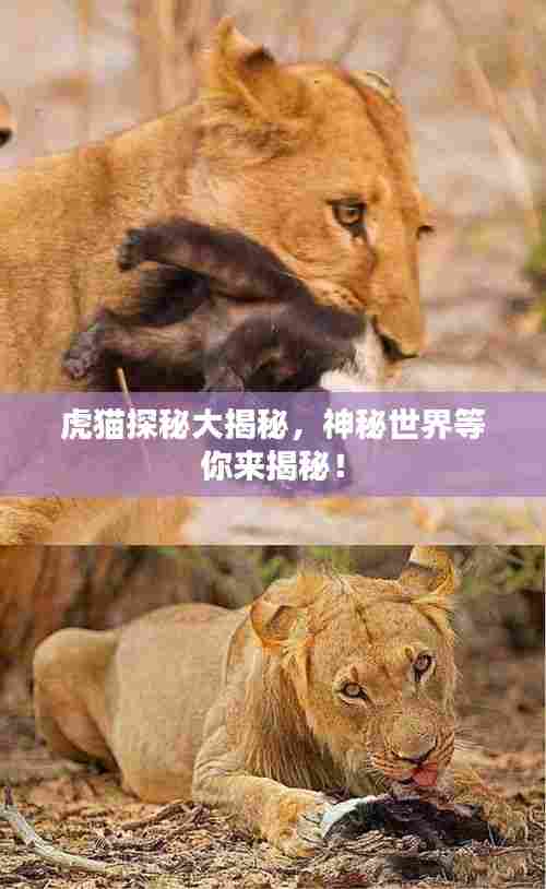 虎猫探秘大揭秘，神秘世界等你来揭秘！
