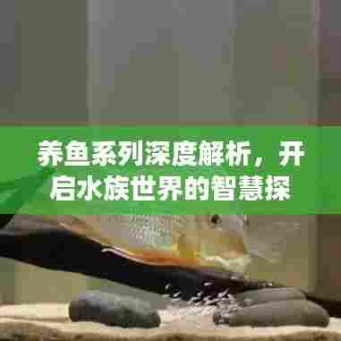 养鱼系列深度解析，开启水族世界的智慧探索之旅