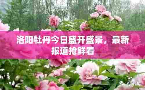 洛阳牡丹今日盛开盛景，最新报道抢鲜看