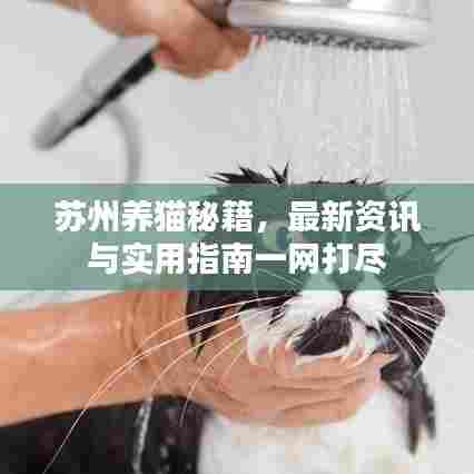 苏州养猫秘籍,最新资讯与实用指南一网打尽