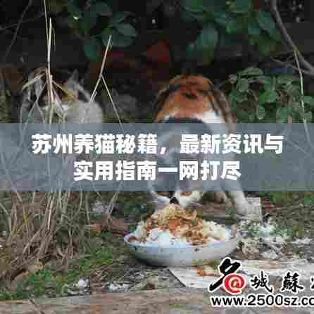 苏州养猫秘籍，最新资讯与实用指南一网打尽