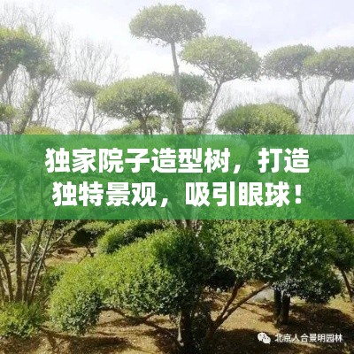 独家院子造型树,打造独特景观,吸引眼球!