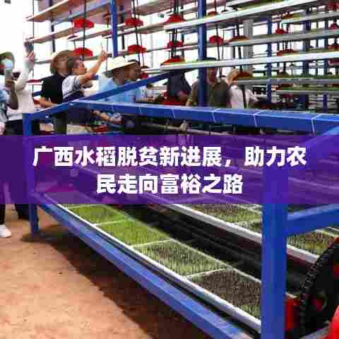 广西水稻脱贫新进展，助力农民走向富裕之路