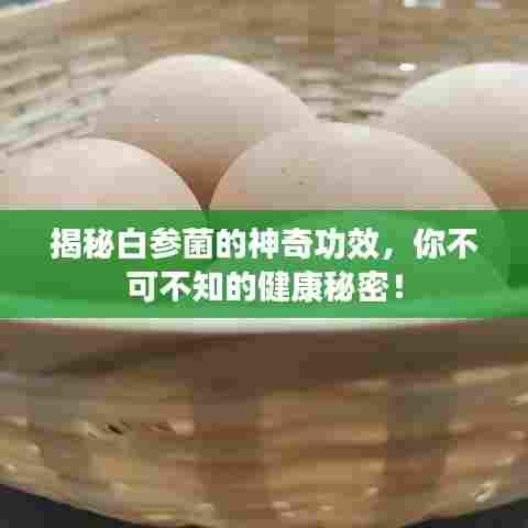 揭秘白参菌的神奇功效，你不可不知的健康秘密！