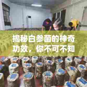 揭秘白参菌的神奇功效,你不可不知的健康秘密!