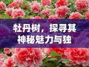 牡丹树,探寻其神秘魅力与独特风采!