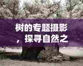 树的专题摄影，探寻自然之美的艺术风采