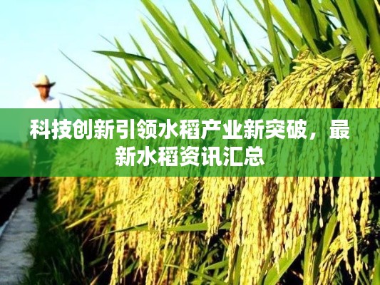 科技创新引领水稻产业新突破，最新水稻资讯汇总