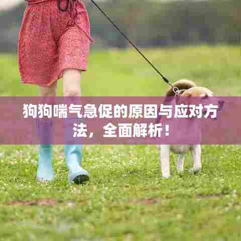 狗狗喘气急促的原因与应对方法，全面解析！