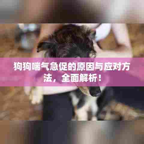 狗狗喘气急促的原因与应对方法,全面解析!