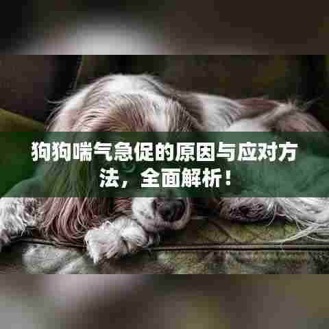 狗狗喘气急促的原因与应对方法,全面解析!