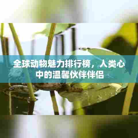 全球动物魅力排行榜,人类心中的温馨伙伴伴侣