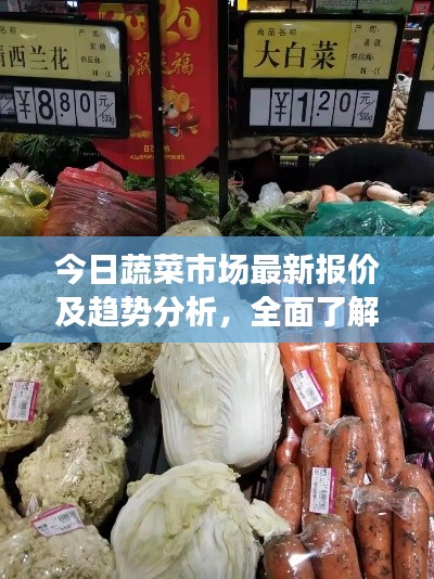 今日蔬菜市场最新报价及趋势分析,全面了解市场动态,掌握价格走势