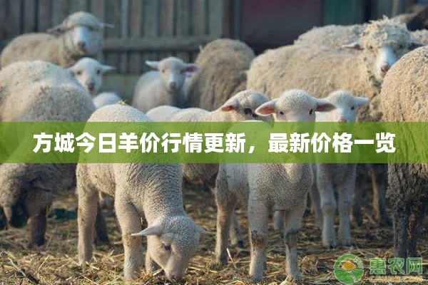 方城今日羊价行情更新，最新价格一览