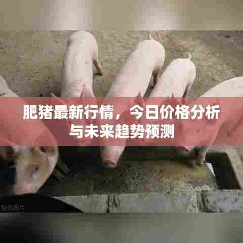 肥猪最新行情,今日价格分析与未来趋势预测