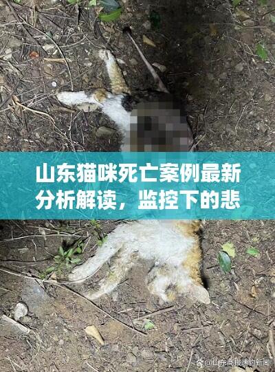 山东猫咪死亡案例最新分析解读，监控下的悲剧启示