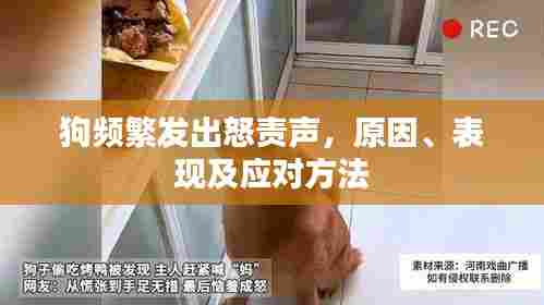 狗频繁发出怒责声，原因、表现及应对方法