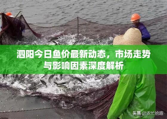 泗阳今日鱼价最新动态，市场走势与影响因素深度解析