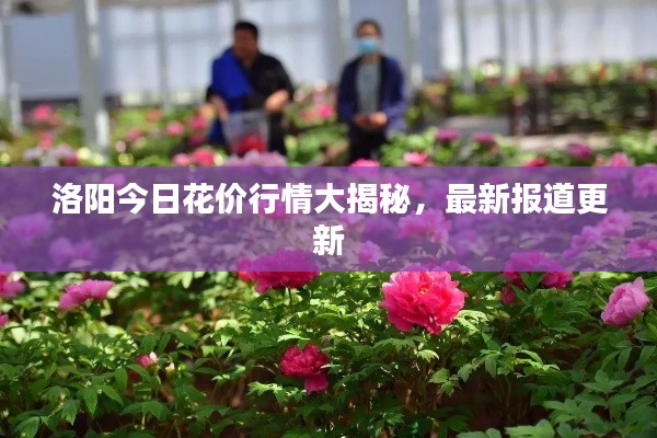 洛阳今日花价行情大揭秘,最新报道更新