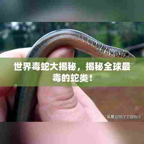 世界毒蛇大揭秘，揭秘全球最毒的蛇类！