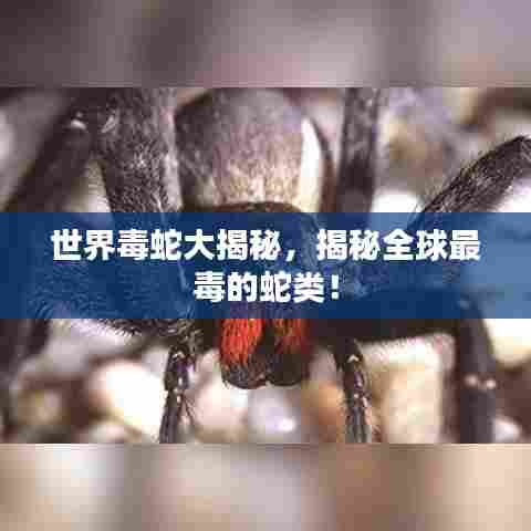 世界毒蛇大揭秘,揭秘全球最毒的蛇类!