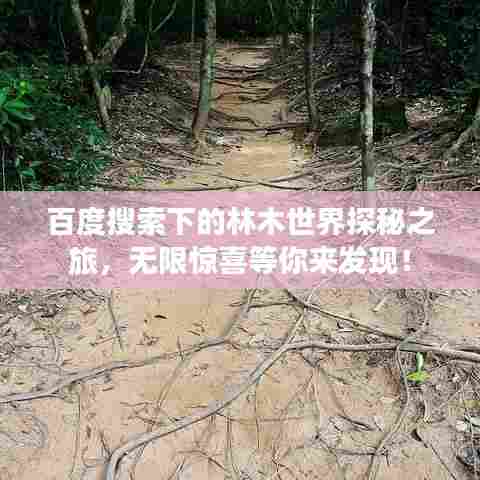 百度搜索下的林木世界探秘之旅，无限惊喜等你来发现！
