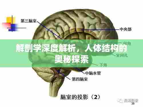 解剖学深度解析，人体结构的奥秘探索