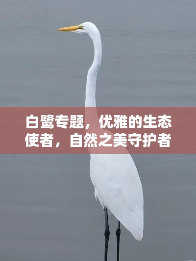 白鹭专题,优雅的生态使者,自然之美守护者