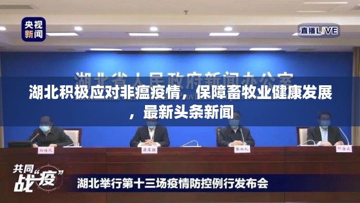 湖北积极应对非瘟疫情，保障畜牧业健康发展，最新头条新闻