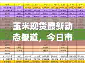 玉米现货最新动态报道，今日市场分析与趋势预测