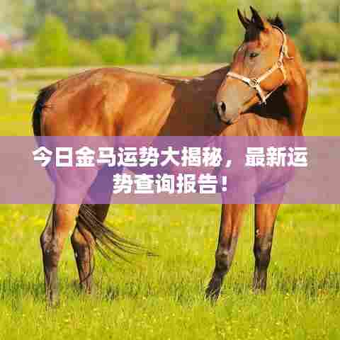 今日金马运势大揭秘，最新运势查询报告！