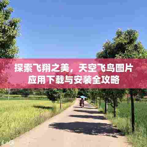 探索飞翔之美,天空飞鸟图片应用下载与安装全攻略