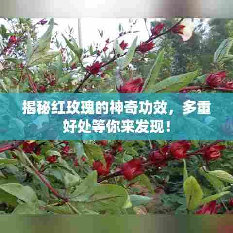 揭秘红玫瑰的神奇功效，多重好处等你来发现！