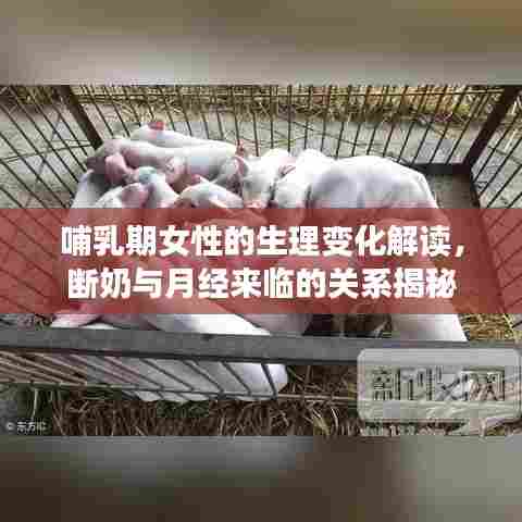 哺乳期女性的生理变化解读，断奶与月经来临的关系揭秘