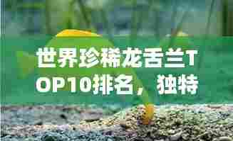 世界珍稀龙舌兰TOP10排名,独特风采一览无遗