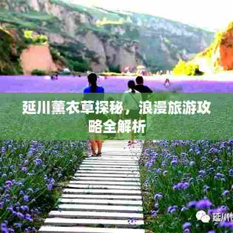 延川薰衣草探秘，浪漫旅游攻略全解析