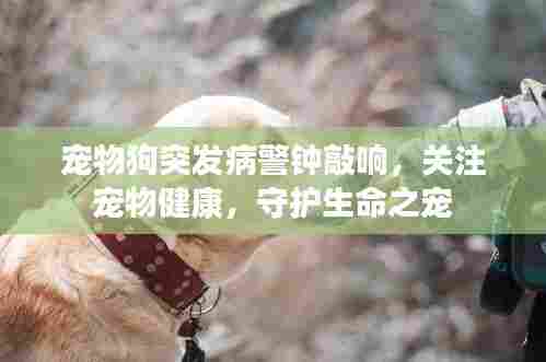宠物狗突发病警钟敲响,关注宠物健康,守护生命之宠