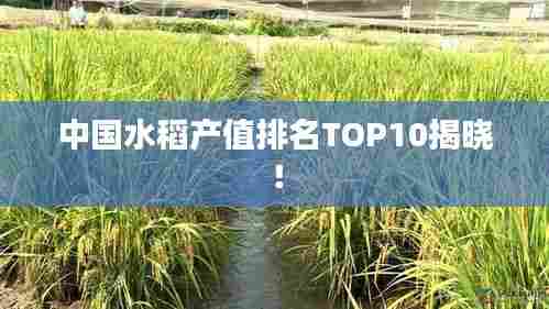 中国水稻产值排名TOP10揭晓！