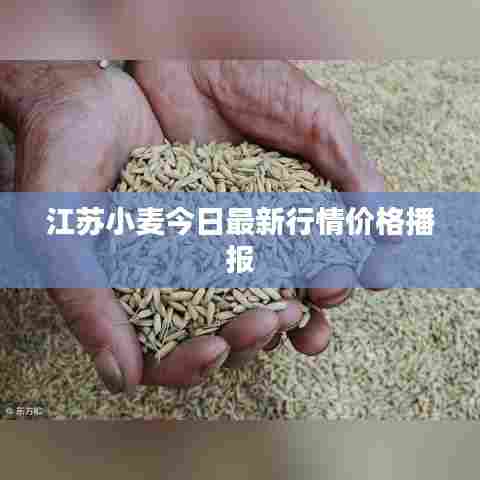 江苏小麦今日最新行情价格播报