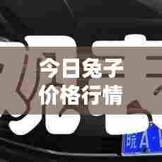 今日兔子价格行情大揭秘，最新走势分析！