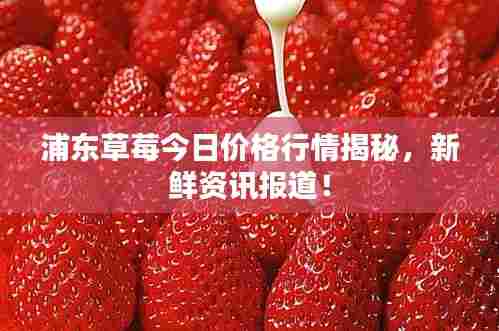浦东草莓今日价格行情揭秘，新鲜资讯报道！