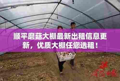 顺平磨菇大棚最新出租信息更新，优质大棚任您选租！