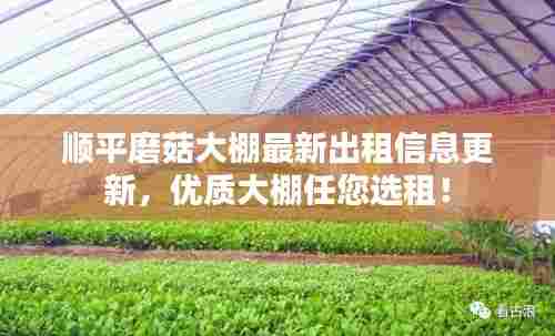 顺平磨菇大棚最新出租信息更新,优质大棚任您选租!