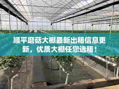 顺平磨菇大棚最新出租信息更新,优质大棚任您选租!