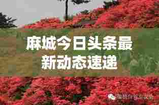 麻城今日头条最新动态速递