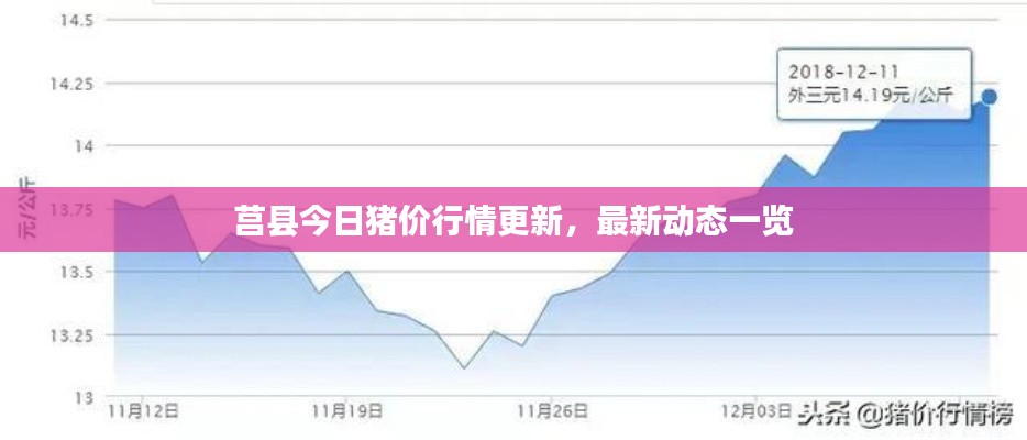 莒县今日猪价行情更新，最新动态一览