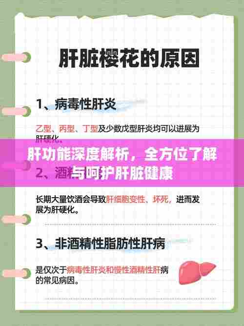 肝功能深度解析，全方位了解与呵护肝脏健康