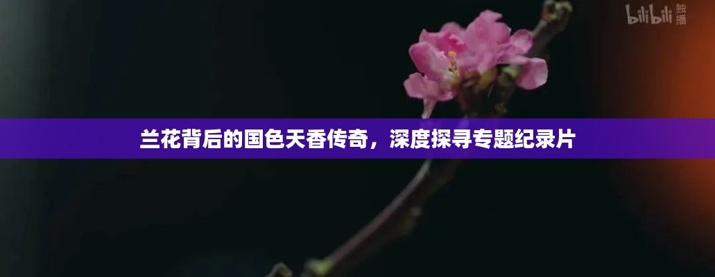 兰花背后的国色天香传奇，深度探寻专题纪录片