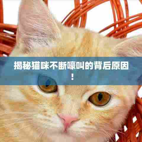 揭秘猫咪不断嚎叫的背后原因！